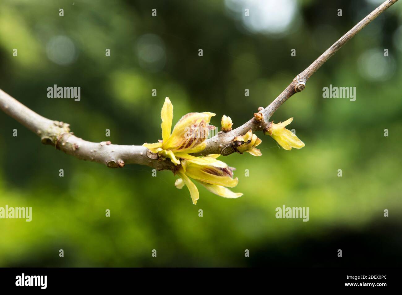 Germogliazione di Catalpa bignonioides "Aurea" Foto Stock
