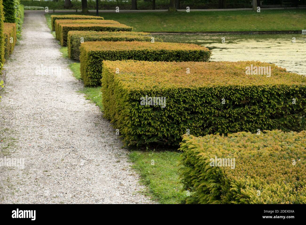 Blocchi di Taxus tagliato Foto Stock