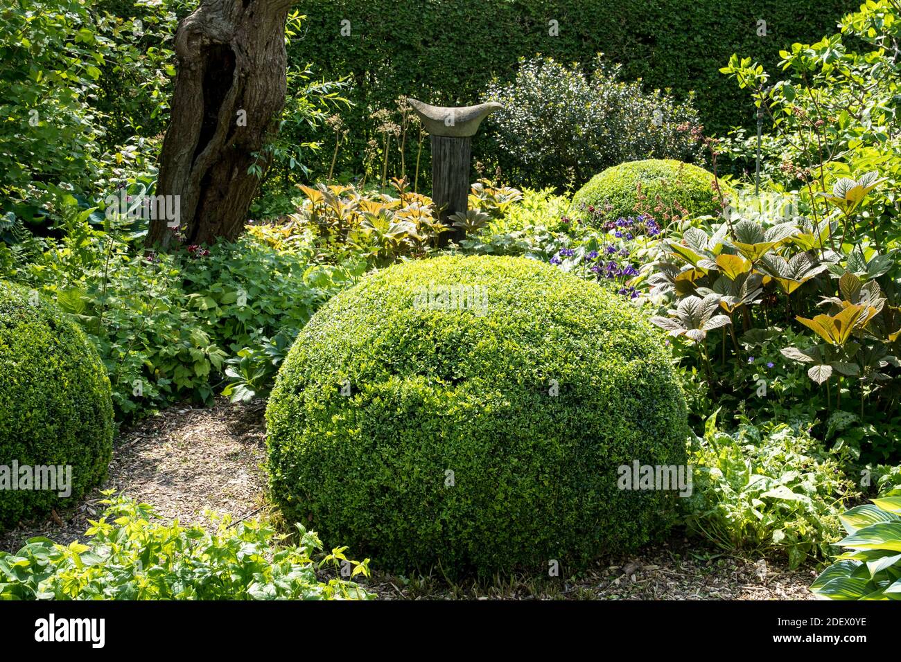 Palla Buxus in giardino Foto Stock