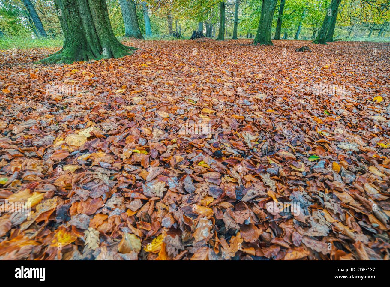 Le foglie cadono nel bosco o nel fogliame di Jaegersborg Dyrehave. L'illustrazione autunnale raffigura una struttura di foglie morte che suggerisce l'approccio autunnale Foto Stock