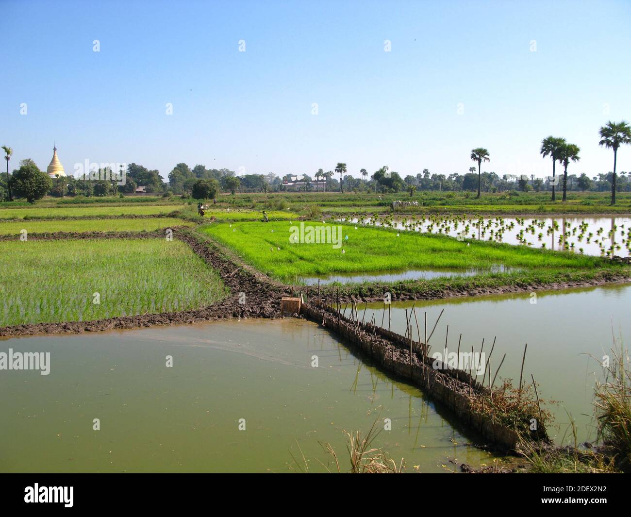 Il campo di riso, nel piccolo villaggio, Myanmar Foto Stock