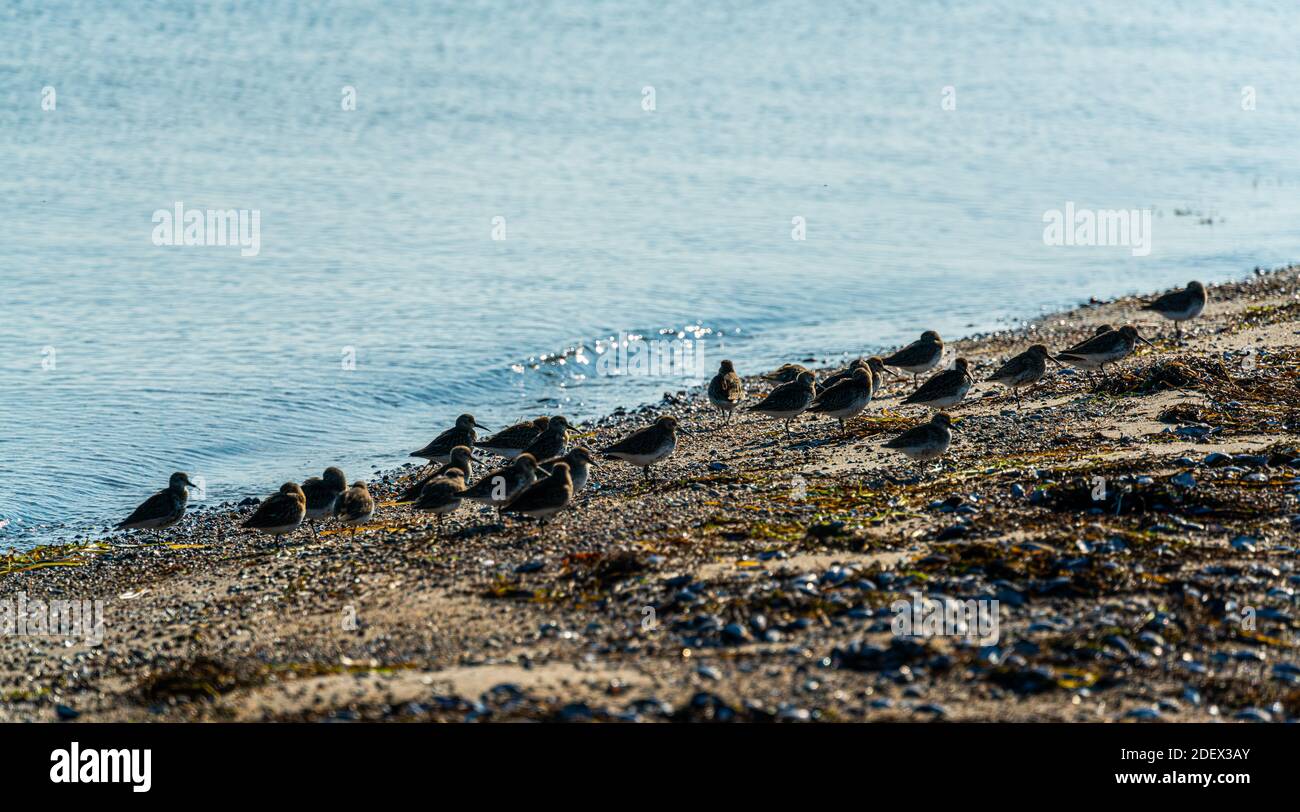Gregge di sanderling e piper di sabbia che pervade uccelli che si forano nel bordo delle acque. . Foto di alta qualità Foto Stock