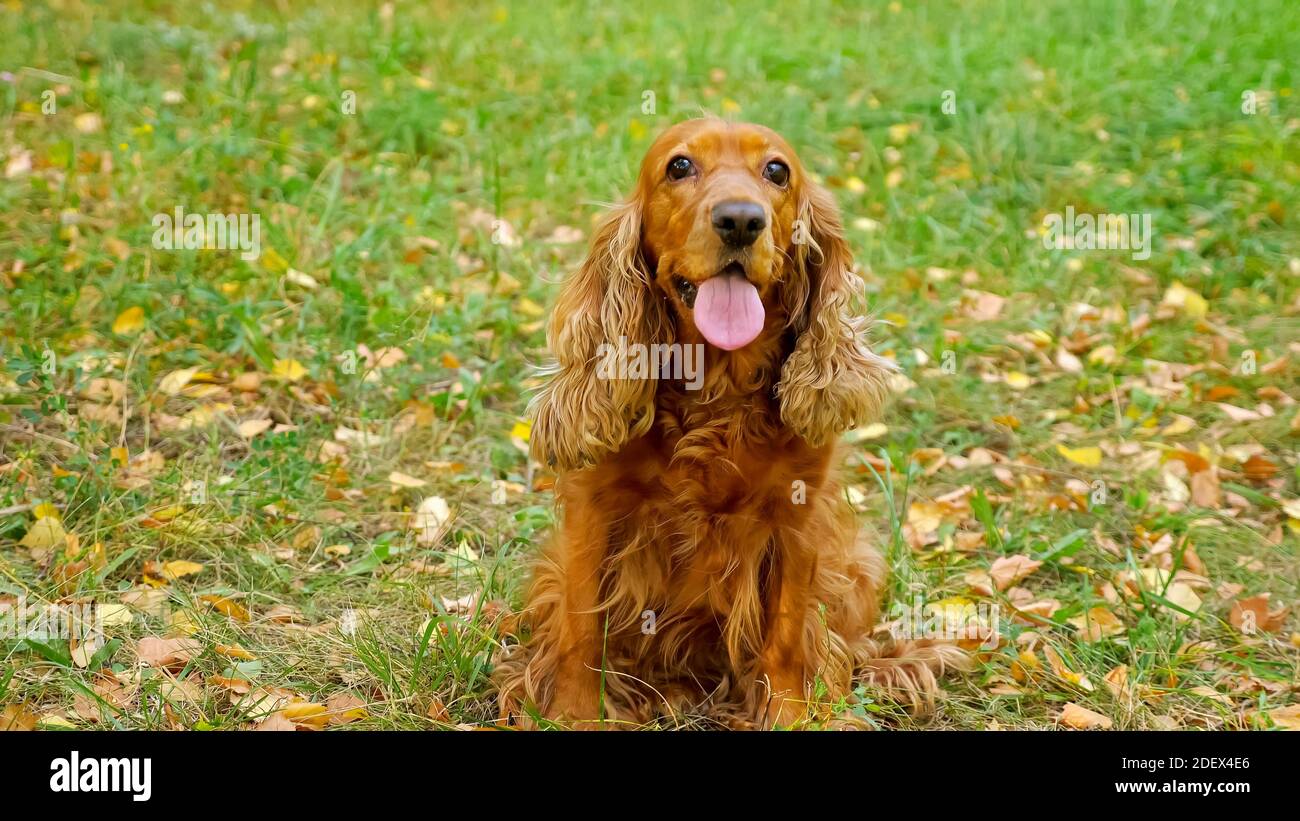 Spaniel divertente con lingua lunga e pelliccia marrone si siede sopra prato verde con foglie di colore giallo che guardano dritte primo piano Foto Stock