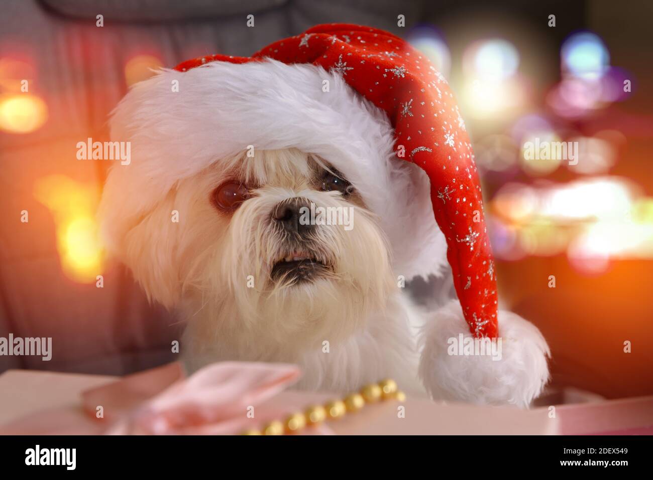 Un piccolo cane maltese vestito con il cappello di Babbo Natale è seduto al  tavolo con regali per Babbo Natale Foto stock - Alamy