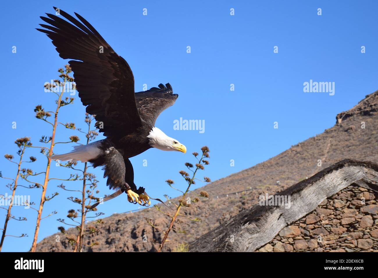 Aquila calva a Gran Canaria Foto Stock