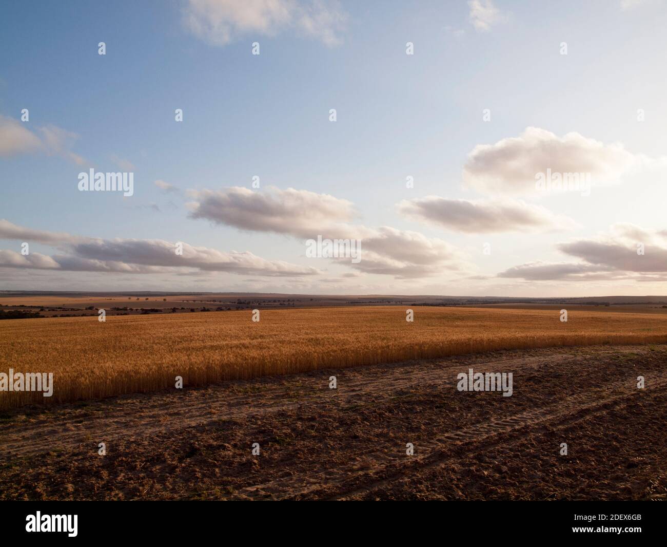 Campo di grano nel Mid-West dell'Australia Occidentale vicino a Morawa. Foto Stock
