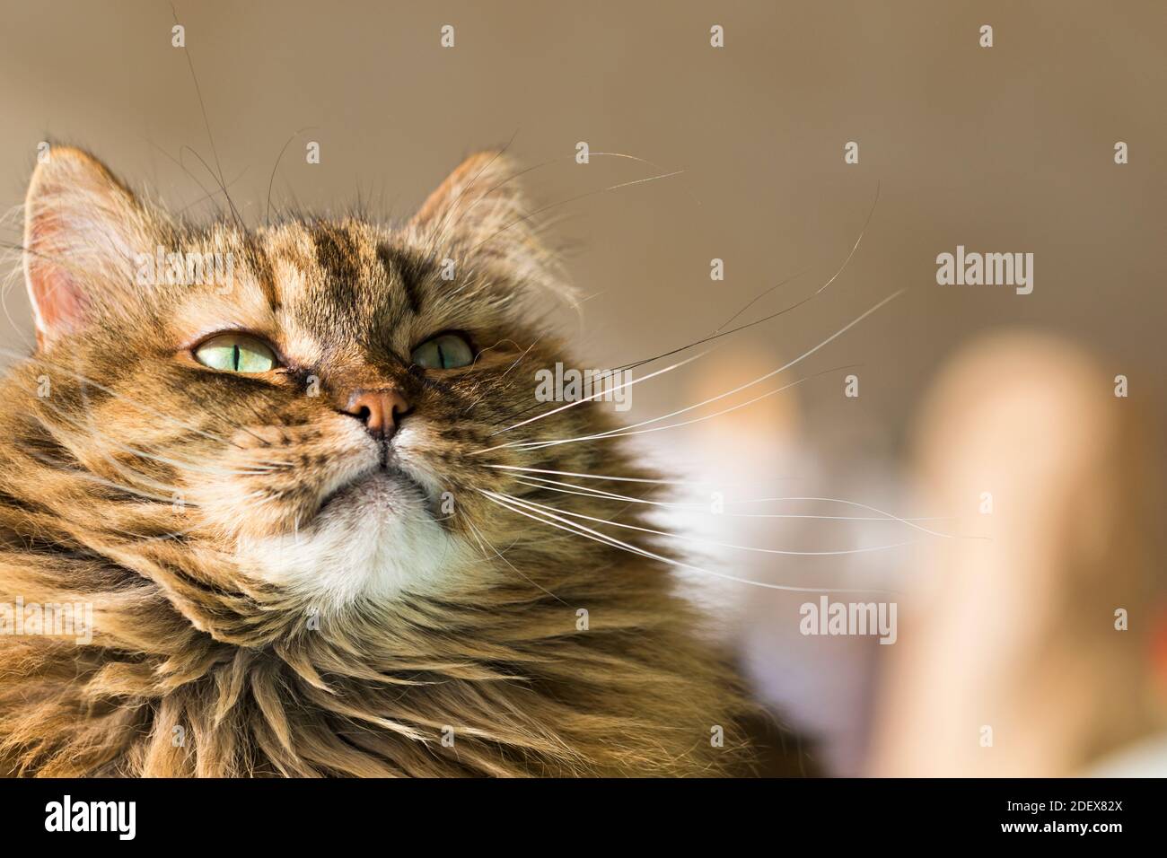Adorabile gatto dai capelli lunghi con capelli castani che guardano in su, razza siberiana Foto Stock
