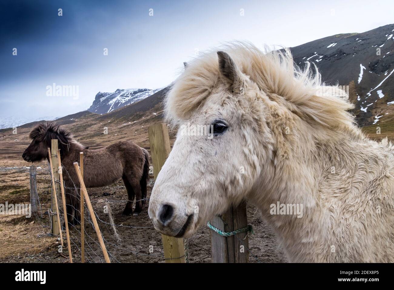 Cavalli islandesi Foto Stock