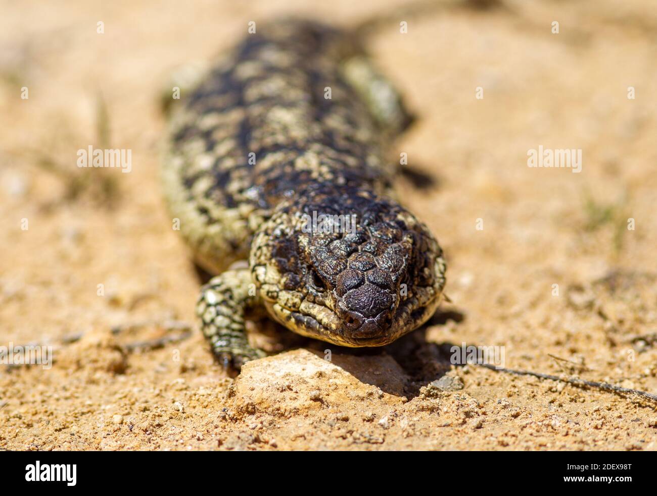 Un closeup di una lucertola stumpia vicino al Coorong in Australia Meridionale il 11 novembre 2020 Foto Stock