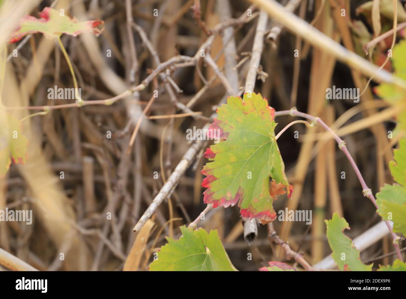 Foglie d'uva colorate in autunno Foto Stock