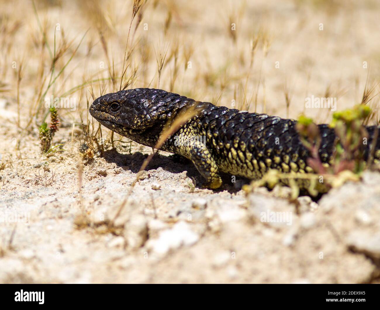 Un closeup di una lucertola stumpia vicino al Coorong in Australia Meridionale il 11 novembre 2020 Foto Stock