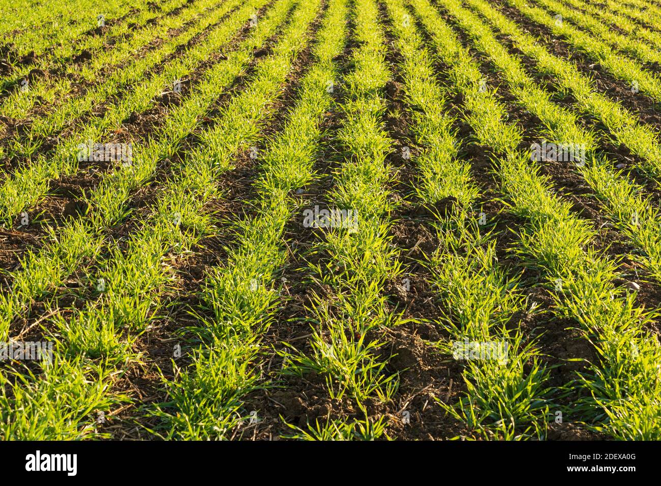 Linee di giovani germogli di grano invernale in un campo in autunno. Molto Hadham, Hertfordshire. REGNO UNITO Foto Stock