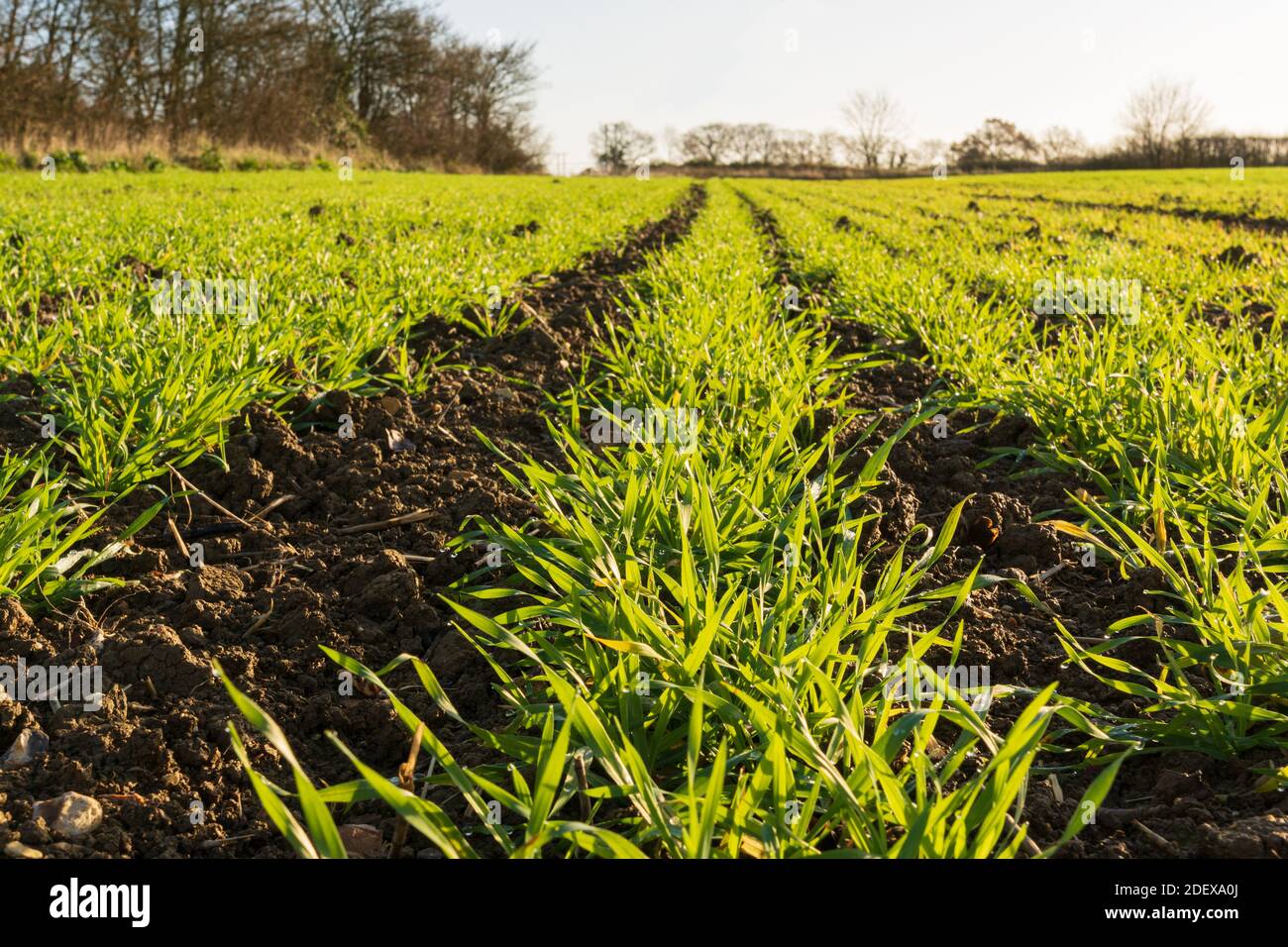 Linee di giovani germogli di grano invernale in un campo in autunno. Molto Hadham, Hertfordshire. REGNO UNITO Foto Stock
