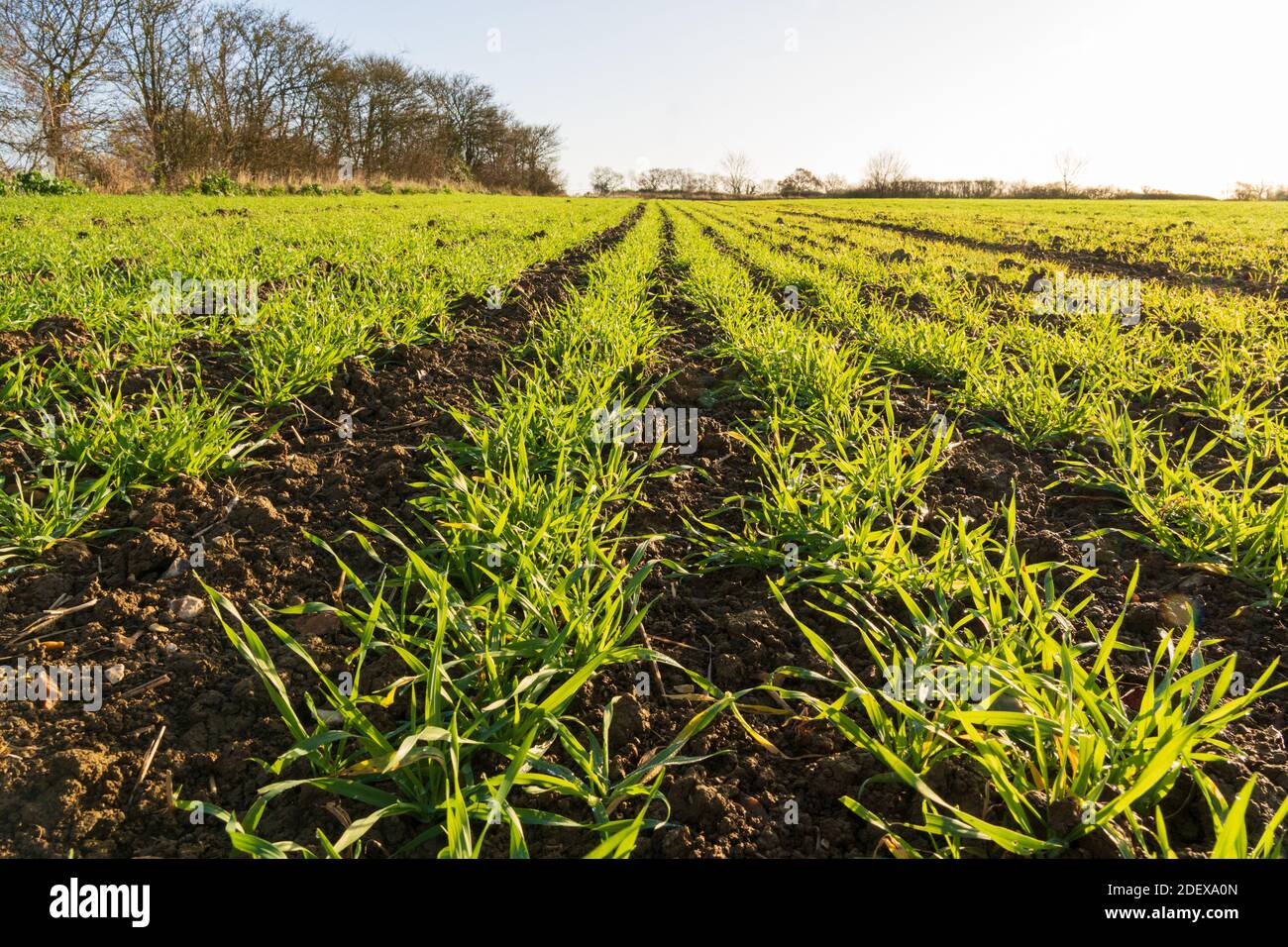 Linee di giovani germogli di grano invernale in un campo in autunno. Molto Hadham, Hertfordshire. REGNO UNITO Foto Stock