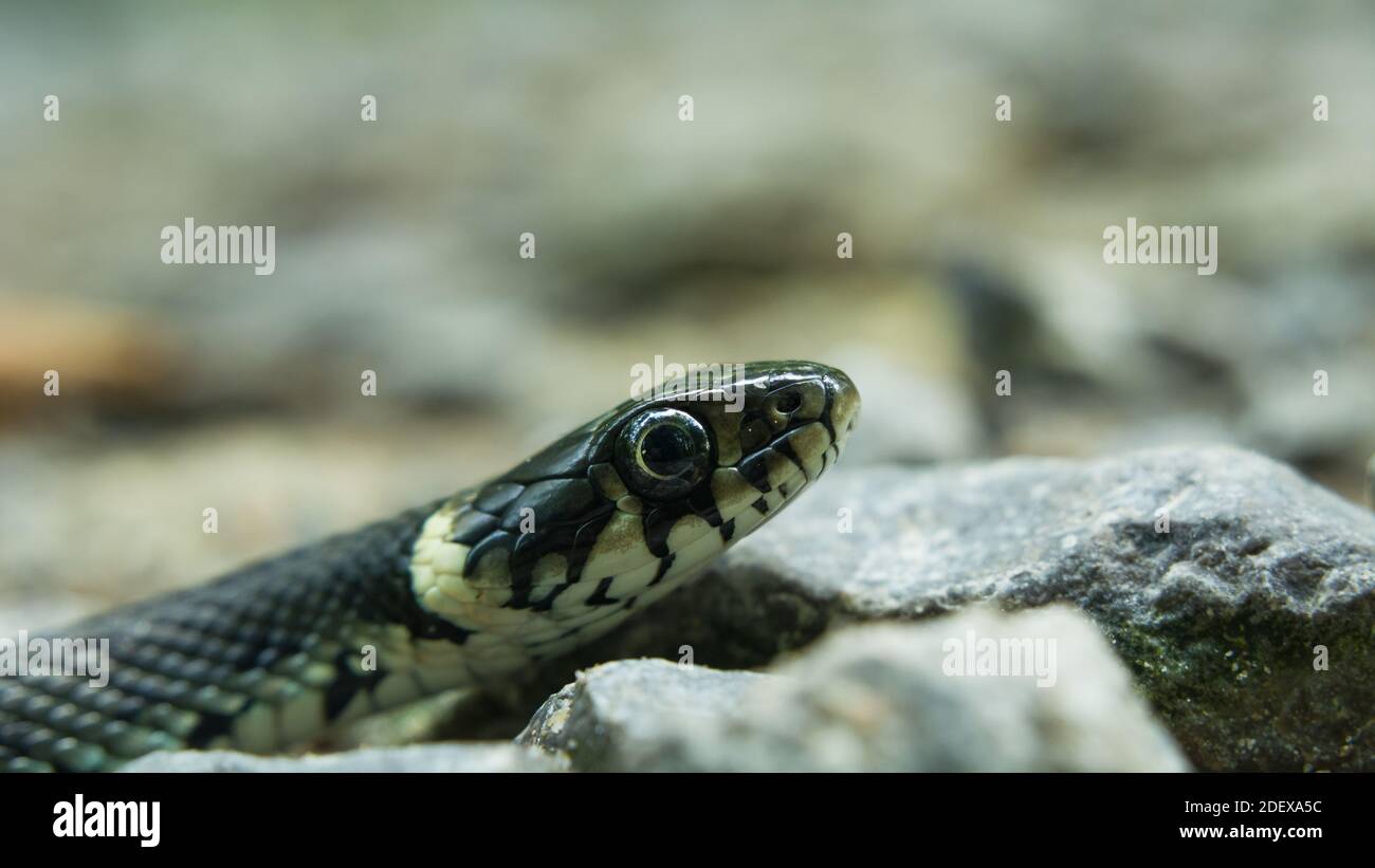Testa del serpente d'erba con un occhio grande, primo piano Foto Stock