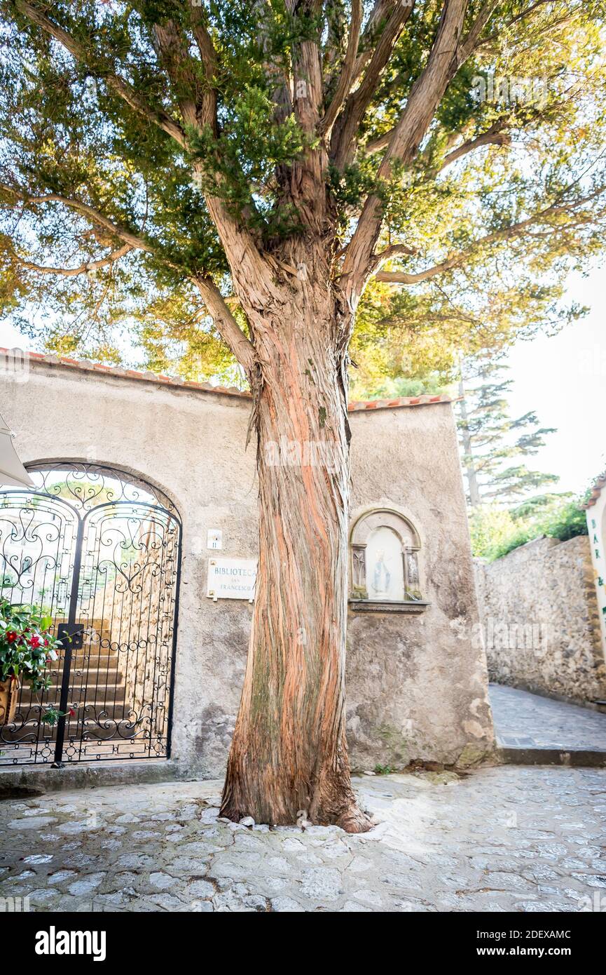 All'esterno di una villa con cancello in ferro battuto ornato, nella città  di Ravello, in Campania, sorge un bellissimo albero illuminato dal sole  Foto stock - Alamy