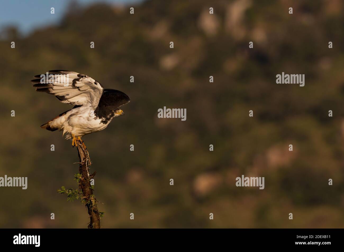 Decollo della poiana di augur Foto Stock