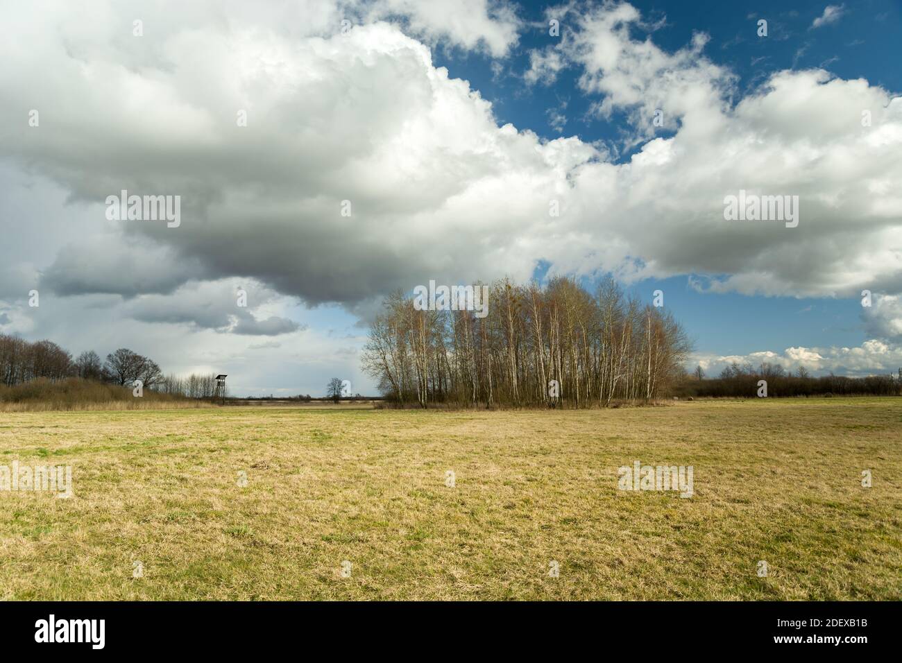 Erba gialla dopo l'inverno nel prato, alberi di betulla e bianche nuvole grigie, vista primavera Foto Stock