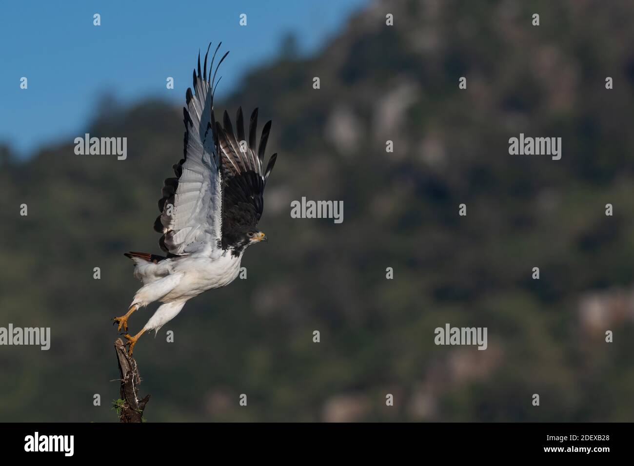 Decollo della poiana di augur Foto Stock