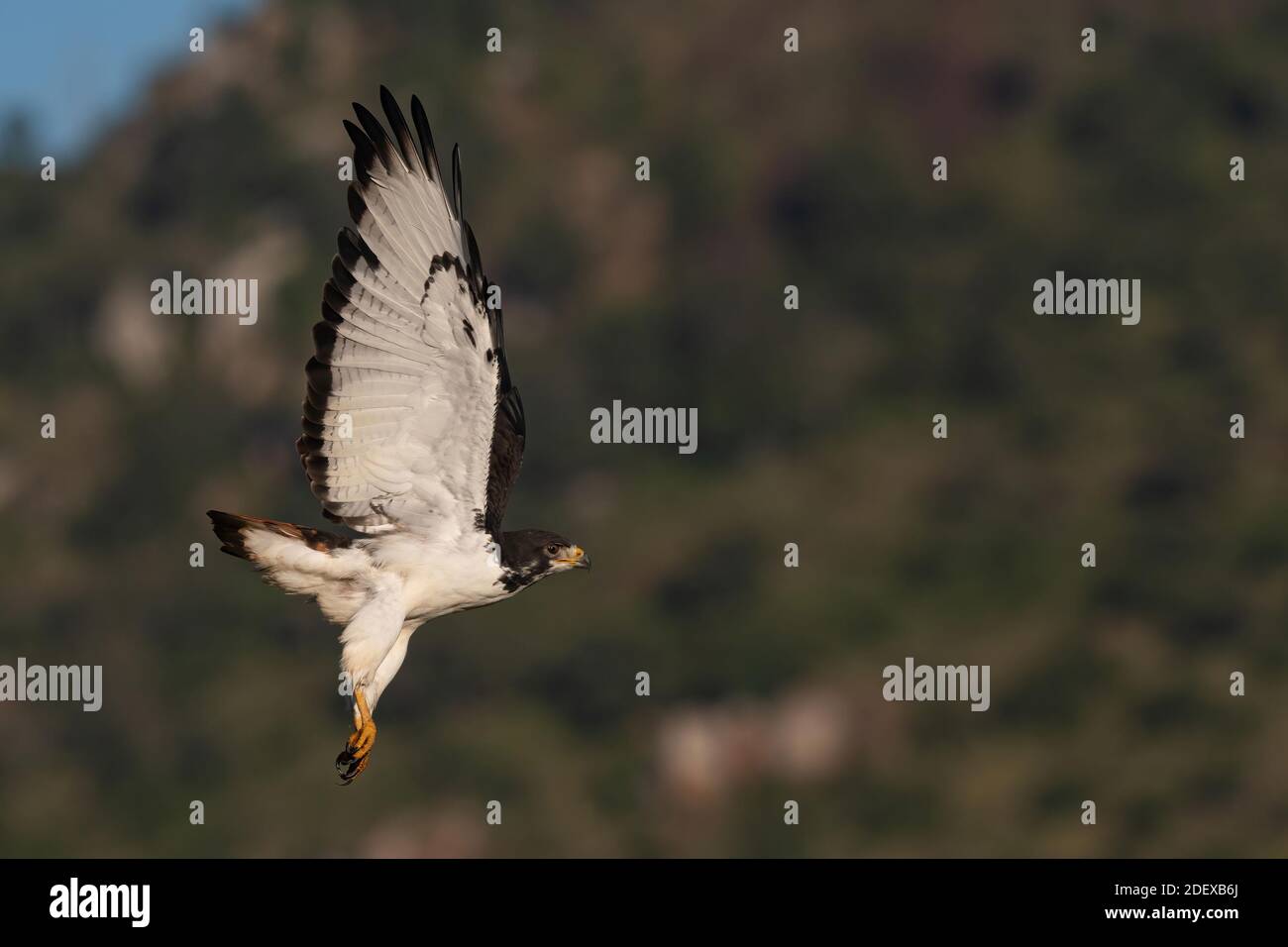Buzzard di augur in volo Foto Stock