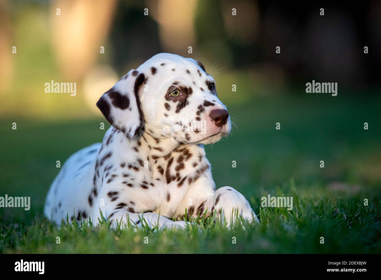 Carino cucciolo dalmata sull'erba. Foto Stock