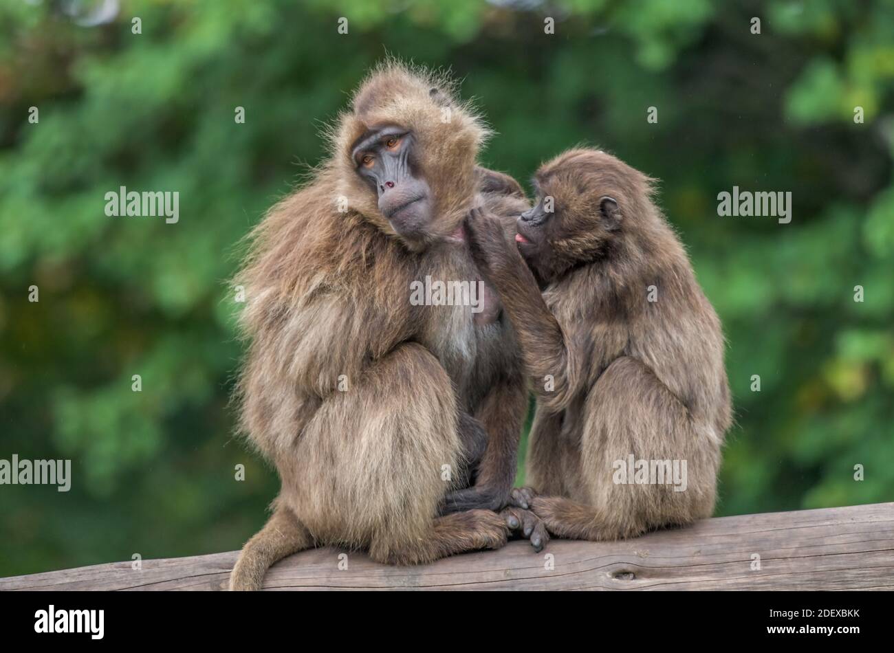 Affen lausen sich, Tierpark, Friedrichsfelde, Lichtenberg, Berlino, Deutschland Foto Stock