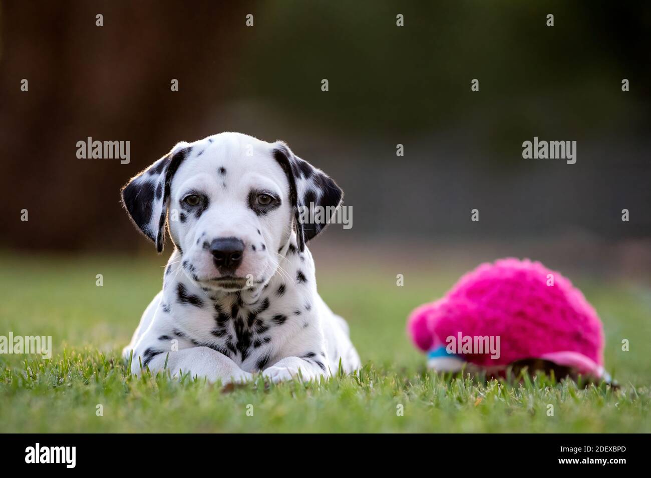 Carino cucciolo dalmata sull'erba.con un giocattolo rosa soffice. Foto Stock
