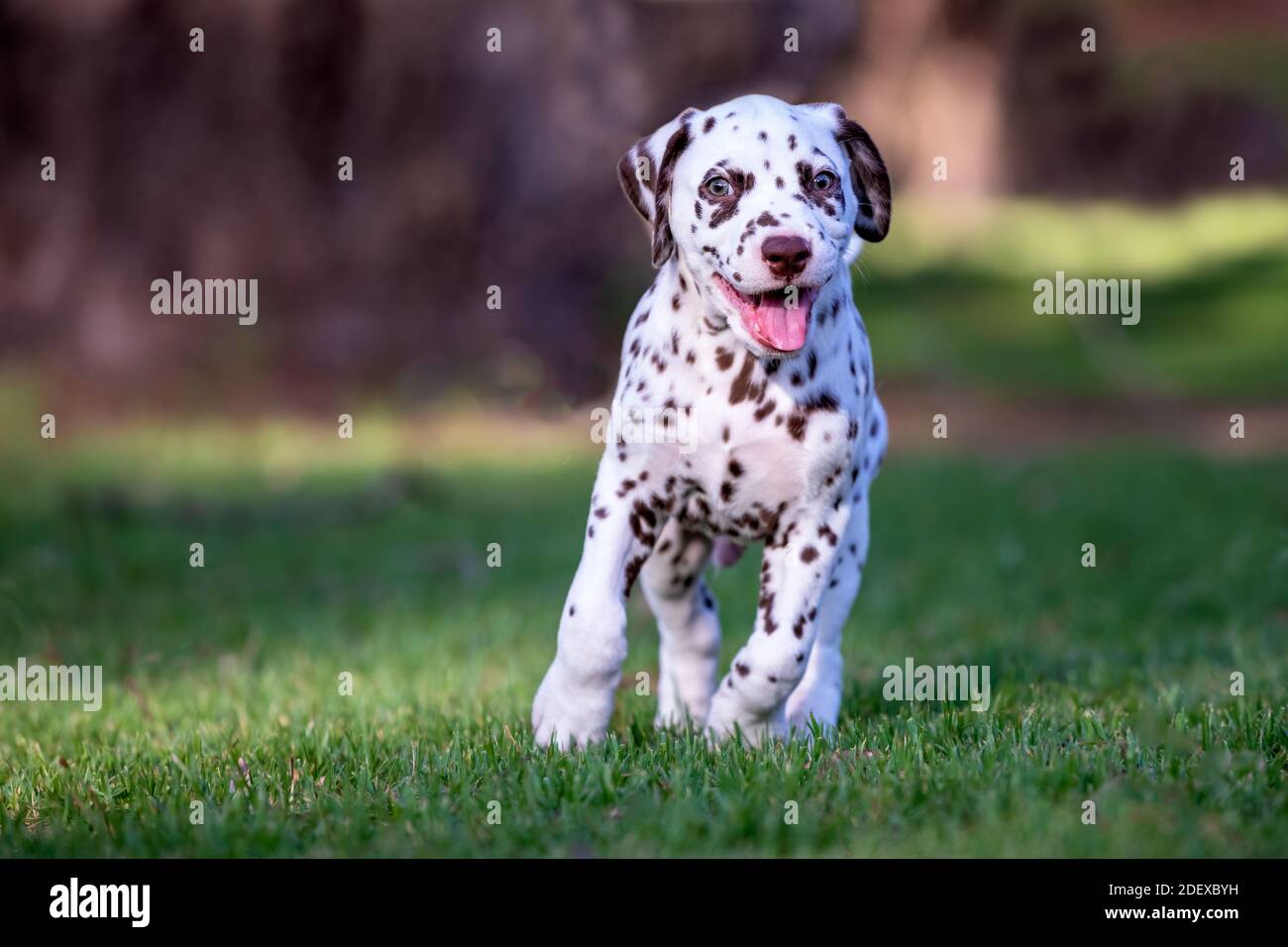 Carino cucciolo dalmata sull'erba. Foto Stock