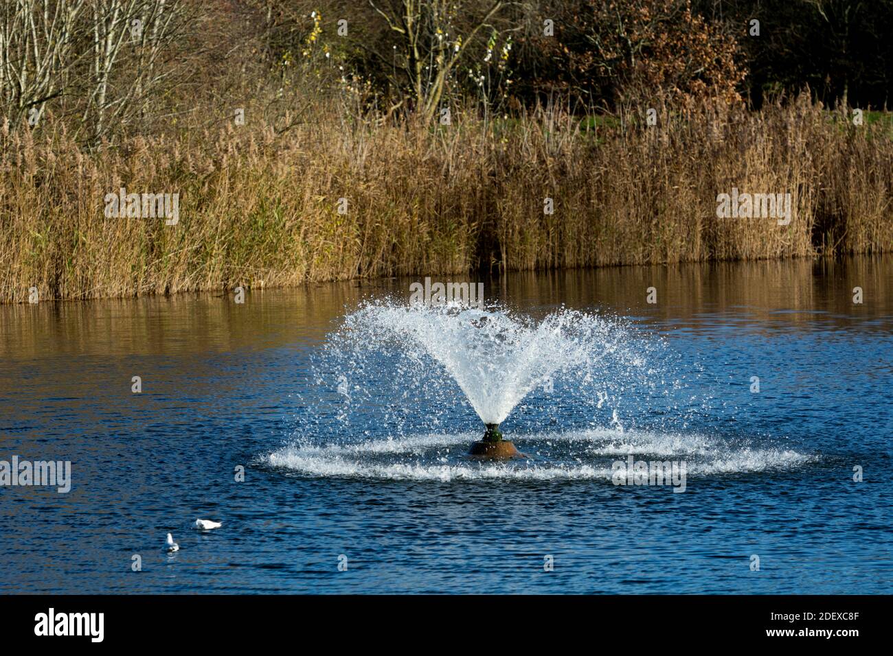 Lago e fontana, Tournament Fields Business Park, Warwick, Regno Unito Foto Stock Lago e fontana, Tournament Fields Business Park, Warwick, Regno Unito Foto Stock