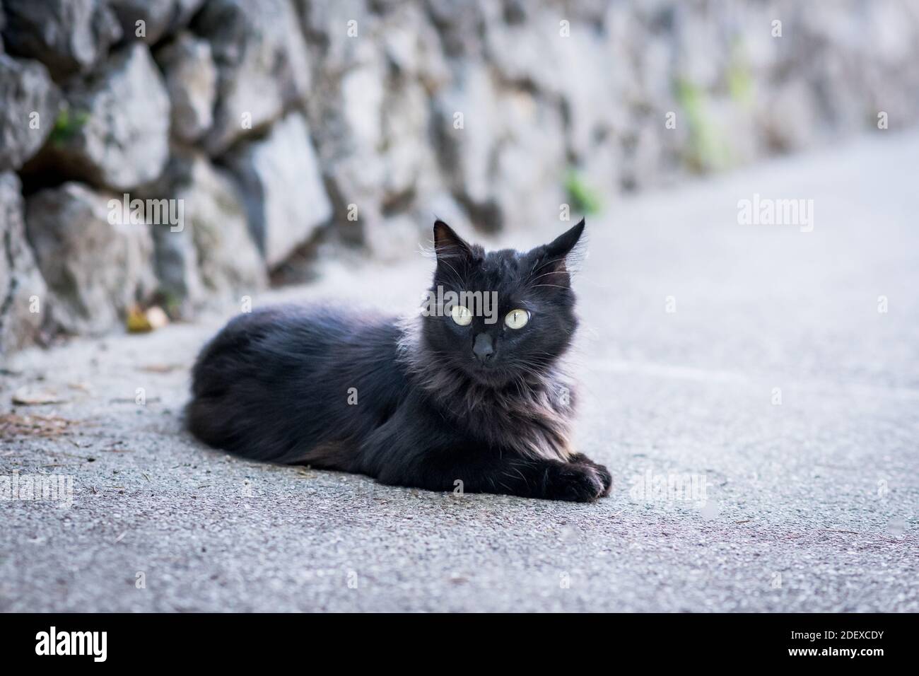 Un bel gatto nero o gattino siede su un muro a Ravello Campania Italia. Foto Stock