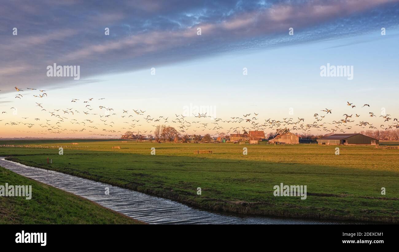 Greggi di oche sopra l'isola di Marken nel Paesi Bassi Foto Stock
