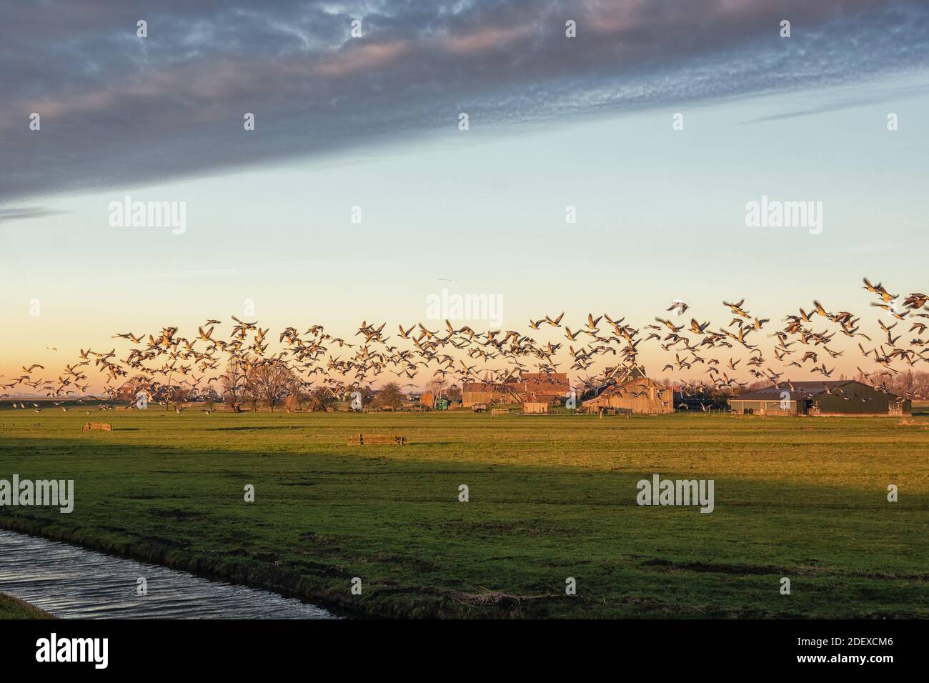 Greggi di oche sopra l'isola di Marken durante l'alba Nei Paesi Bassi Foto Stock