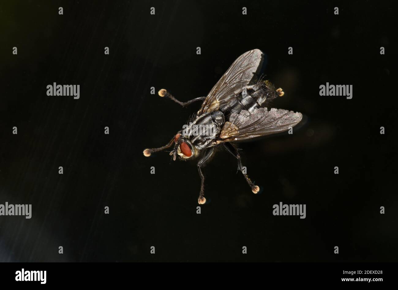 Fly-fly (Sarcophaga carnaria) a riposo sul pannello di plass, Galles, luglio Foto Stock