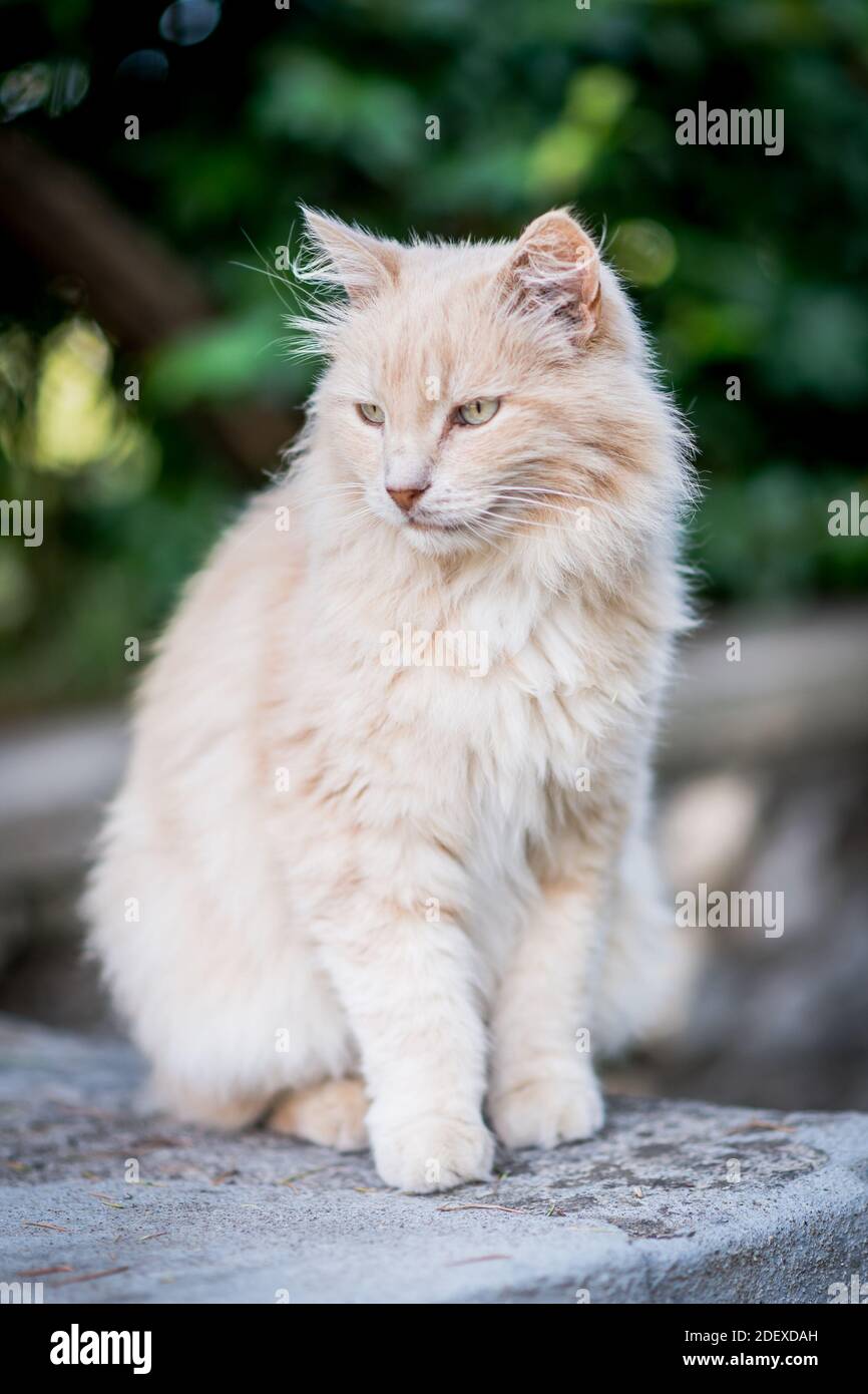 Gatti in italia immagini e fotografie stock ad alta risoluzione - Alamy