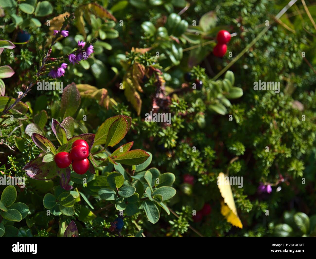 Vista panoramica della flora montana di Lofoten sull'isola di Vestvågøy, Norvegia, con le bacche rosse di cornus suecica (anche cornello di nani o bunchberry). Foto Stock