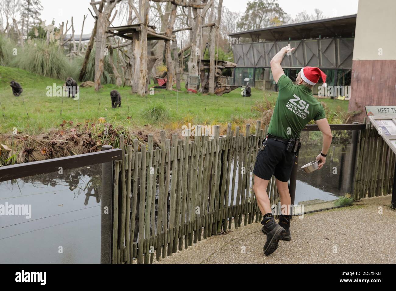 ZSL London Zoo, Regent's Park, Londra, Regno Unito, 2 dicembre 2020.Keeper alimentare le noci natalizie ai Western Lowland Gorillas allo ZSL London Zoo, che ha riaperto al pubblico dopo un altro mese di blocco come una festa Wonderland - la magia del sentiero di Natale, una colorata celebrazione di Natale all'aperto. Credit: amanda Rose/Alamy Live News Foto Stock