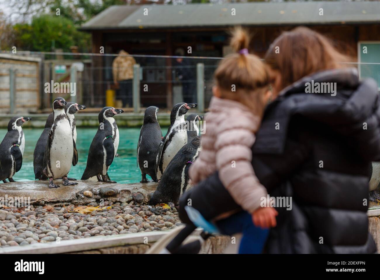 ZSL London Zoo, Regent's Park, Londra, Regno Unito, 2 dicembre 2020. I visitatori che desiderano vedere i pinguini Humboldt a Penguin Beach mentre lo ZSL London Zoo riapre al pubblico dopo un altro mese di blocco come una festosa Wonderland - la magia del sentiero di Natale, una colorata celebrazione natalizia all'aperto. Credit: amanda Rose/Alamy Live News Foto Stock