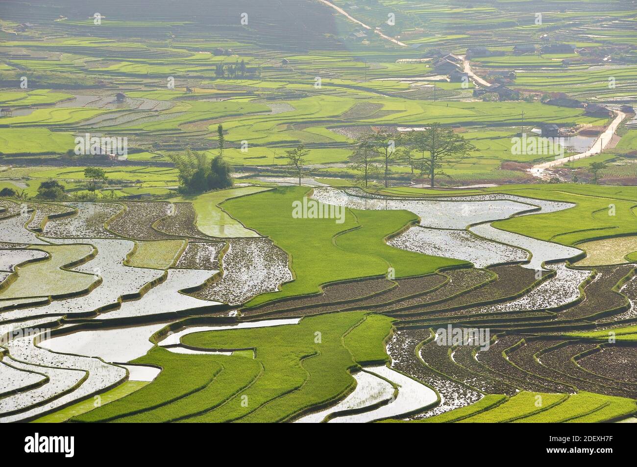 Campo di terrazza nel nord-ovest del Vietnam Foto Stock