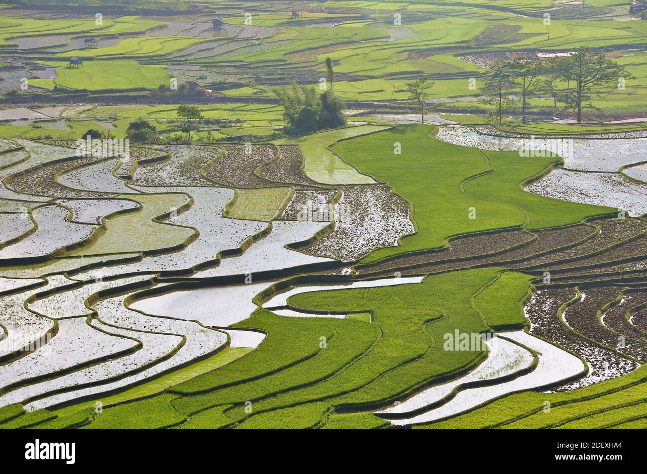 Campo di terrazza nel nord-ovest del Vietnam Foto Stock