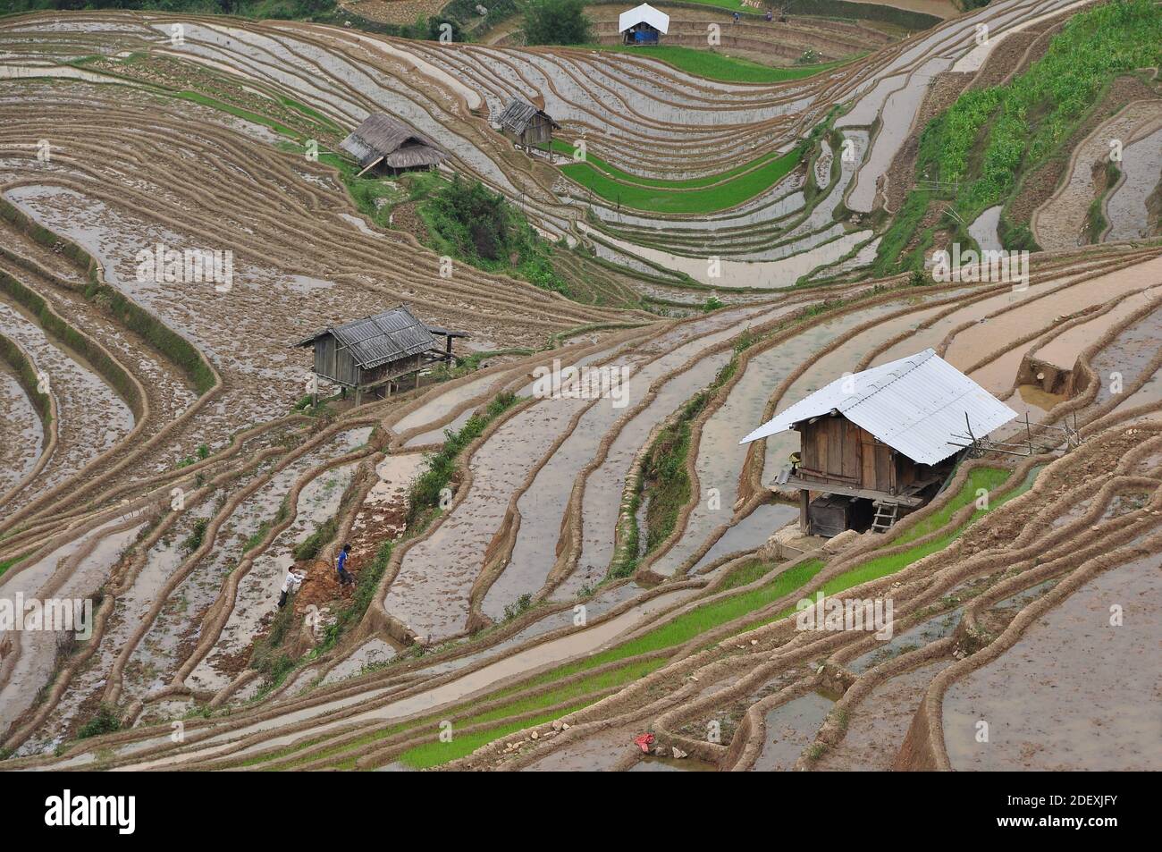 Campo di terrazza nel nord-ovest del Vietnam Foto Stock