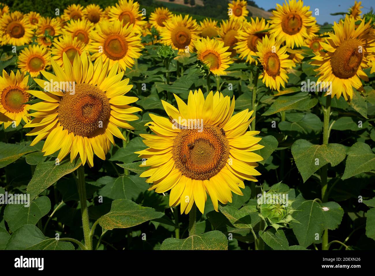 Api in un campo agricolo girasole in fiore Foto Stock