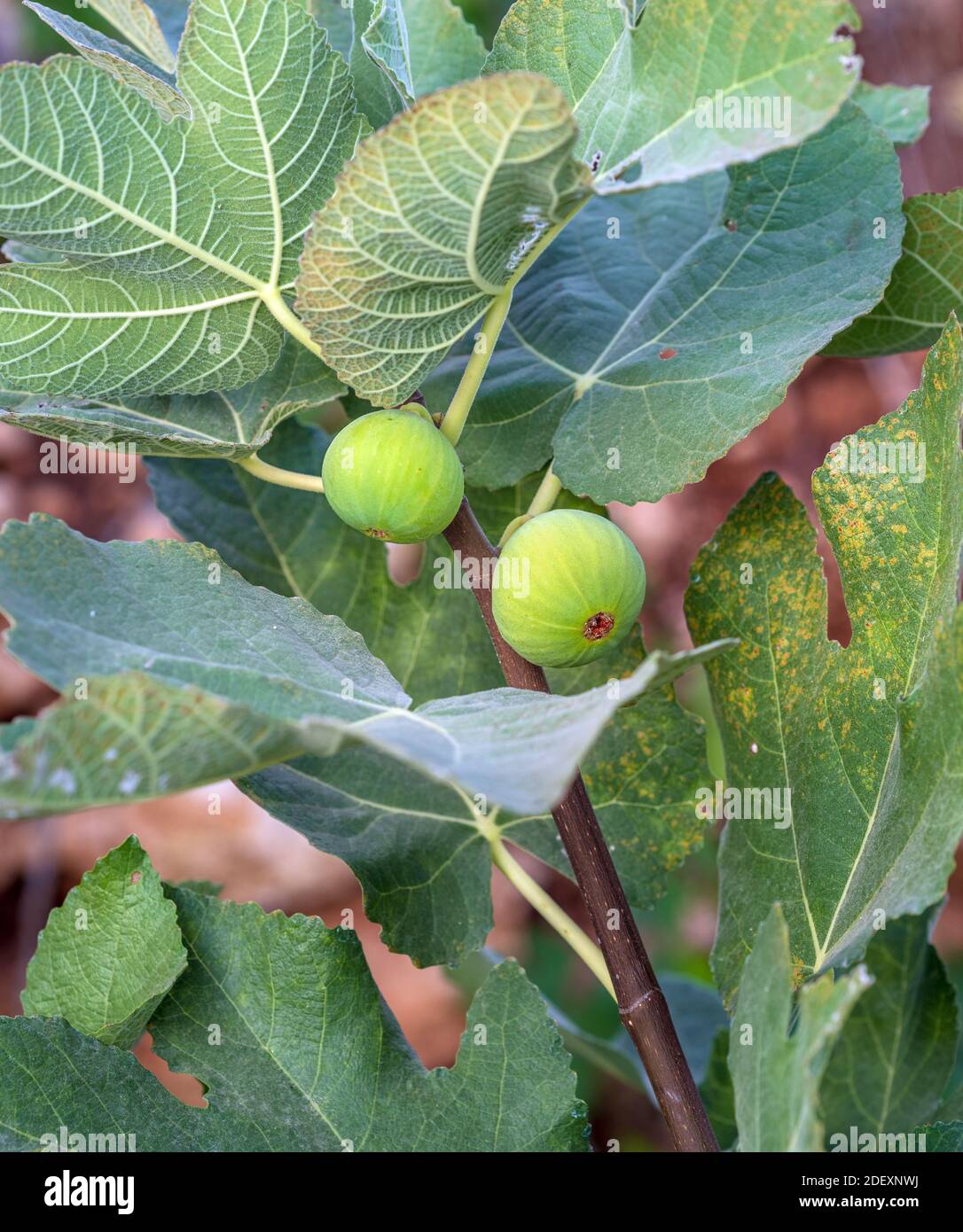 Mazzo di fichi verdi su un fico. Foto Stock