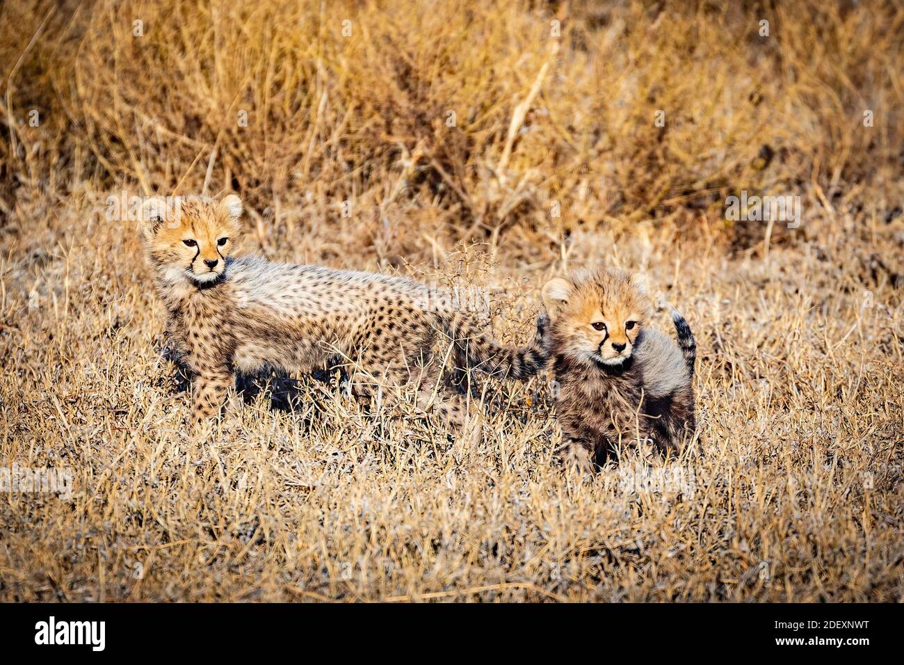 Cubs del ghepardo Foto Stock