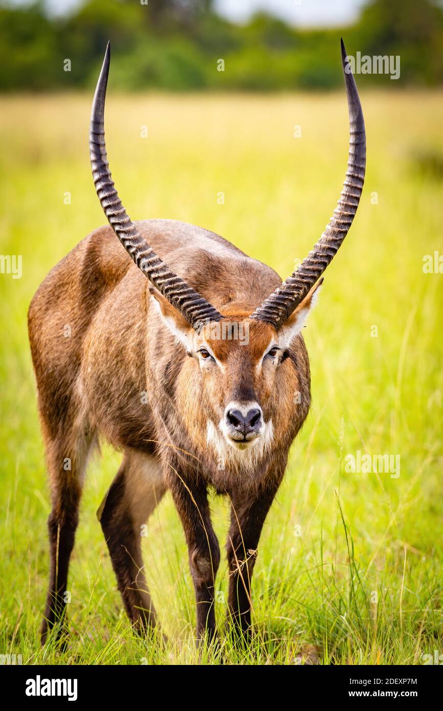 Waterbuck ritratto Foto Stock