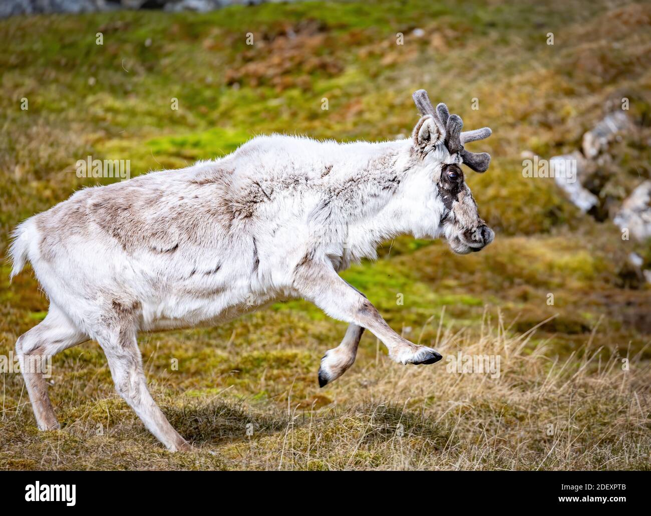 La renna in esecuzione Foto Stock