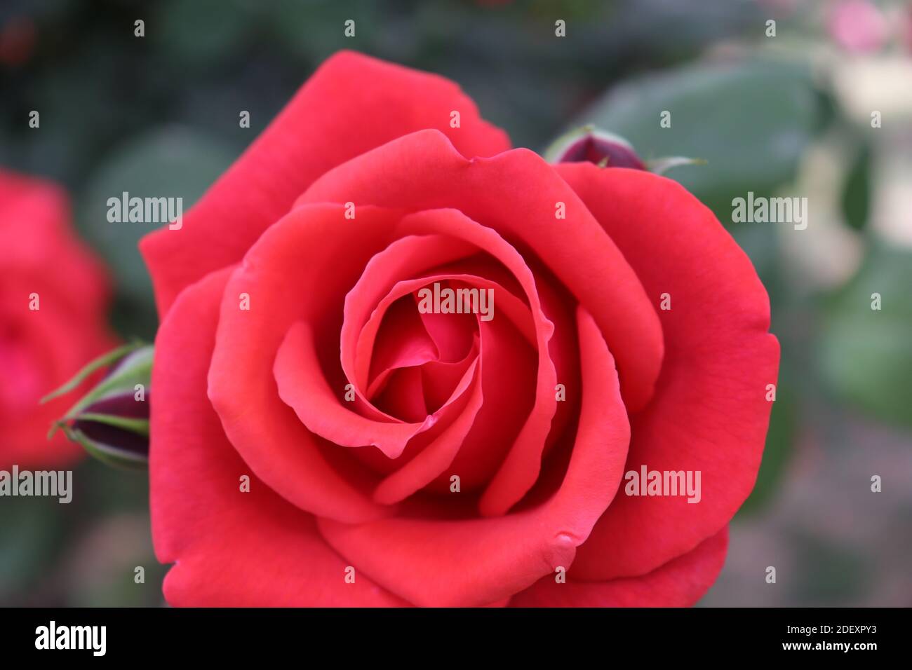 Primo piano vista della bella rosa rossa in un giardino a Chengdu, Cina Foto Stock