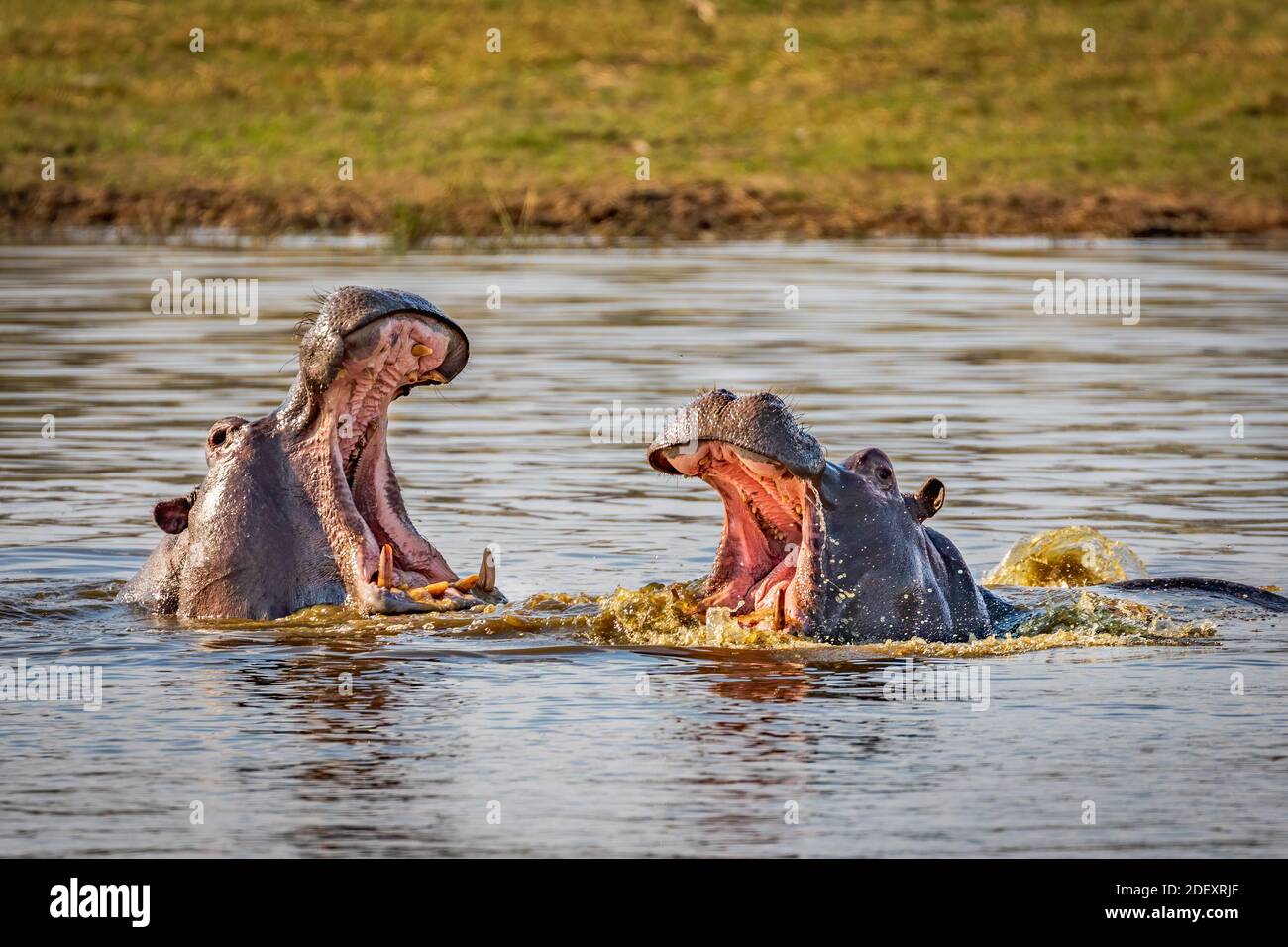 Hippo rivali Foto Stock