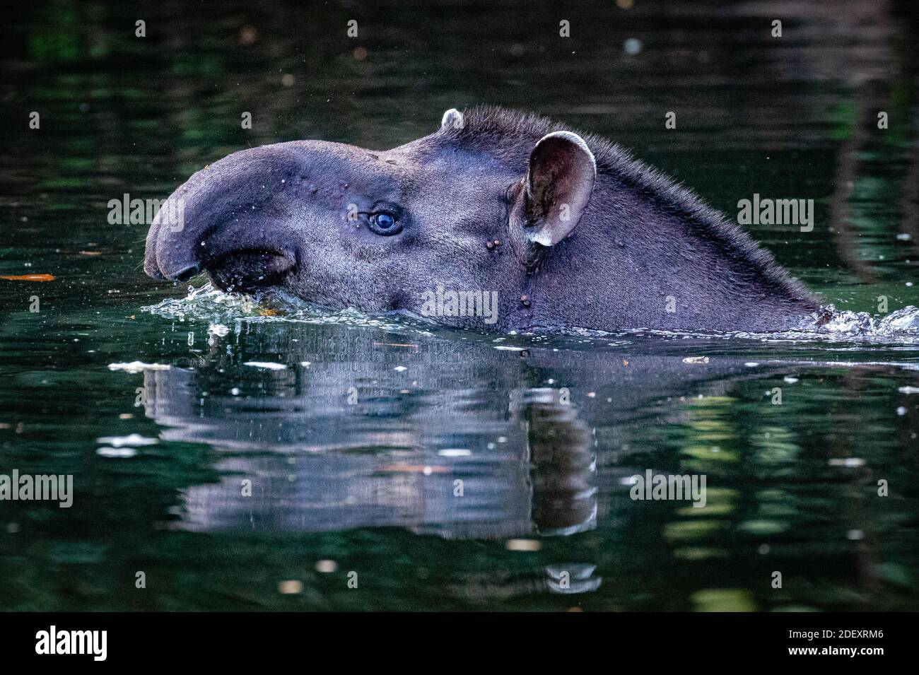 Il tapir è un buon nuotatore Foto Stock