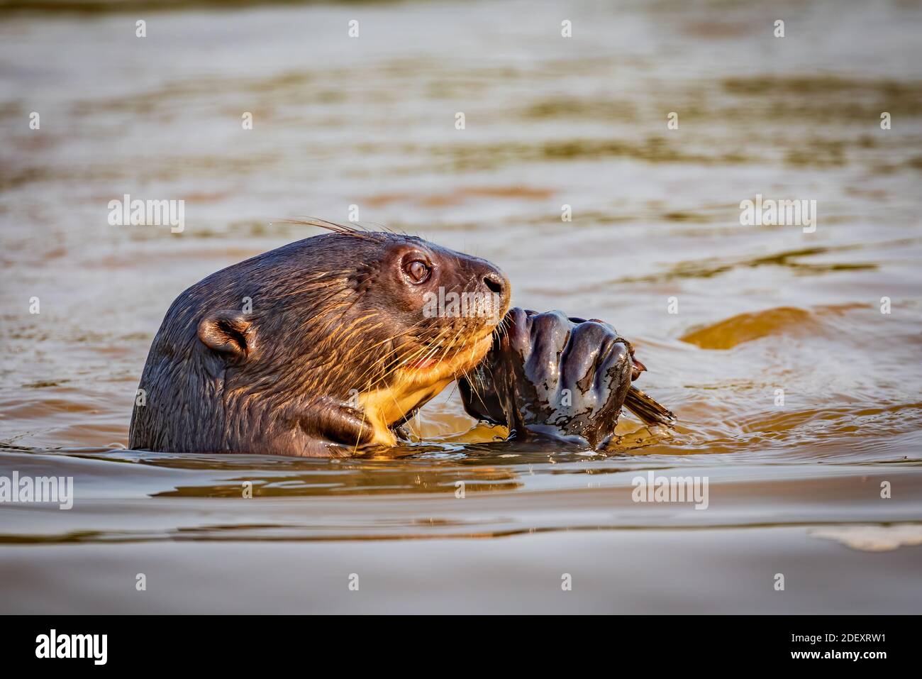 Lontre gigante fiume alimentazione Foto Stock
