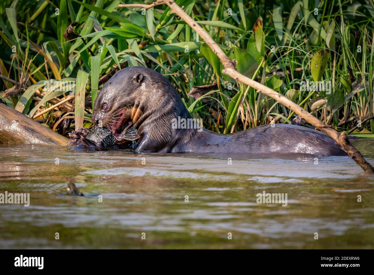 Lontre gigante di fiume con pesci Foto Stock